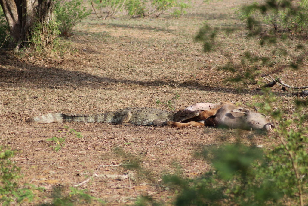 crocodiles in Yala National Park Tissamaharama, Sri Lanka
