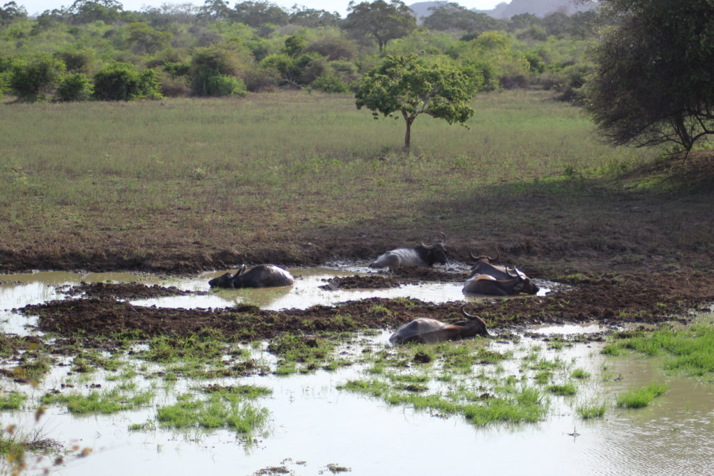 buffaloes in Yala National Park Tissamaharama, Sri Lanka