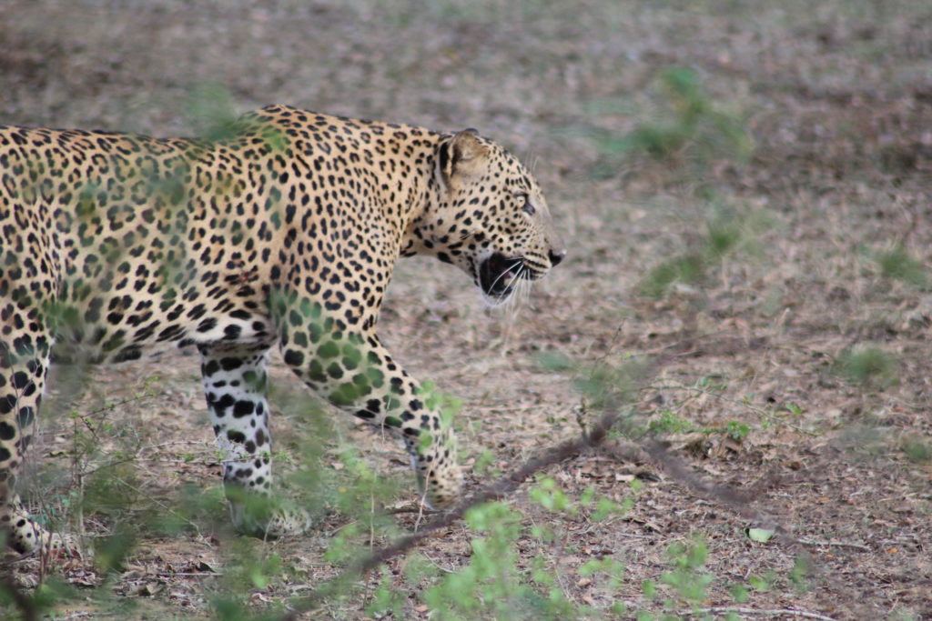 a leopard in Yala National Park Tissamaharama, Sri Lanka