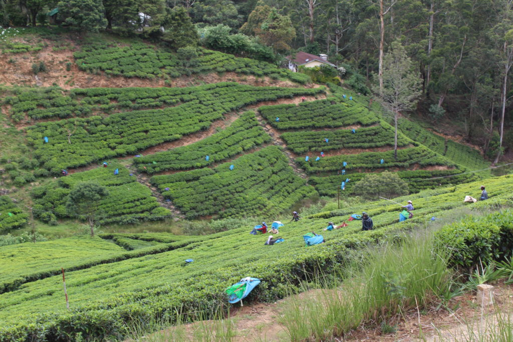 Blue Field Tea Gardens Factory in Nuwara Eliya, Sri Lanka