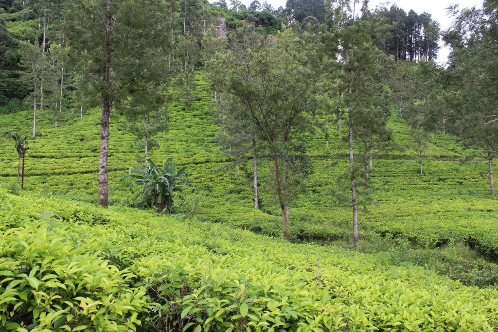 Blue Field Tea Gardens Factory in Nuwara Eliya, Sri Lanka