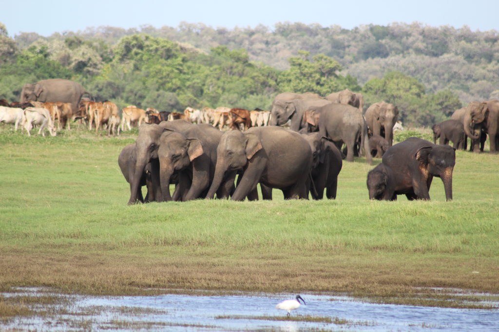Elephants in Kaudulla National Park in Sri Lanka