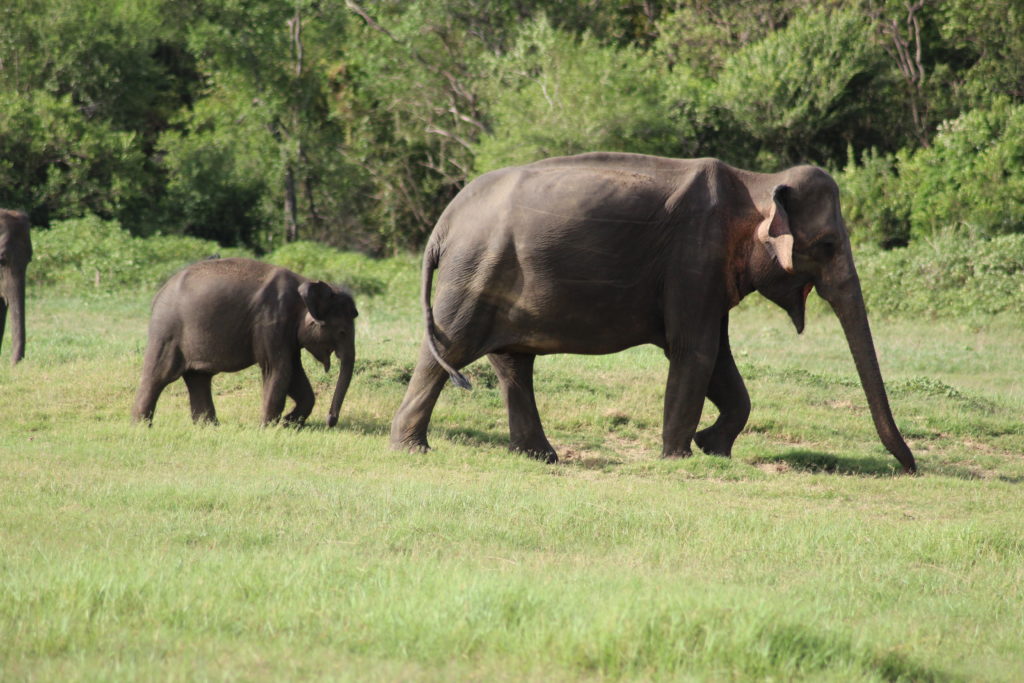 Elephants in Kaudulla National Park in Sri Lanka