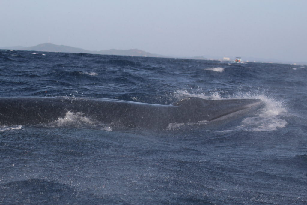 whale watching in trincomalee, Sri Lanka