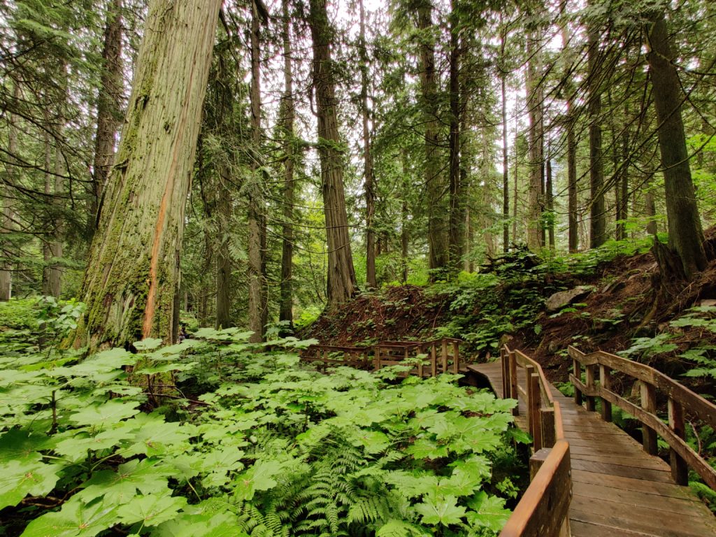 glacier national park: giant cedars boardwalk in canada. Photo taken by life of a passion