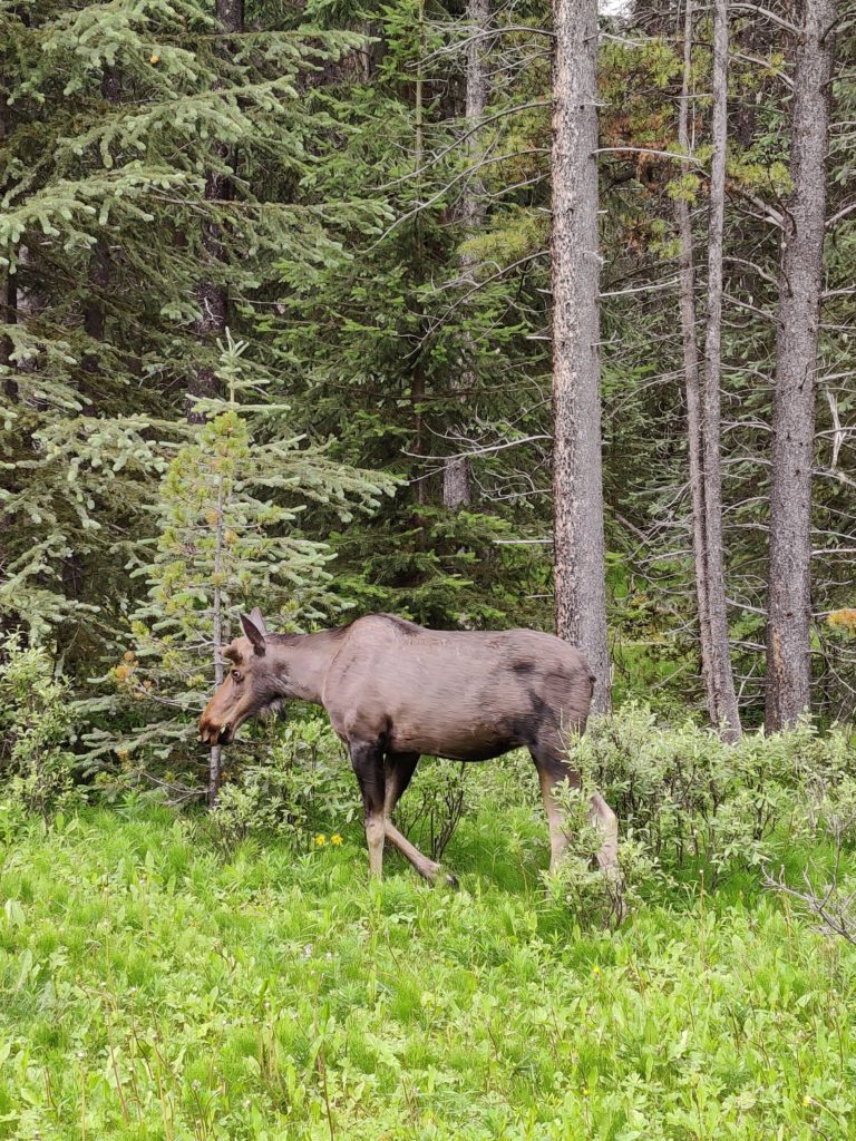 moose at maligne lake in canada. Photo taken by life of a passion