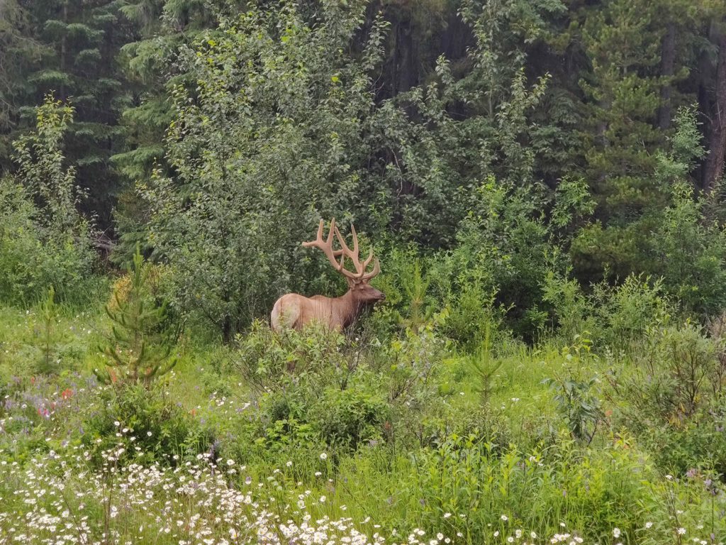 an elk in jasper in canada photo taken by life of a passion
