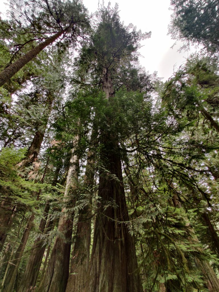 cathedral grove in canada. Photo taken by life of a passion