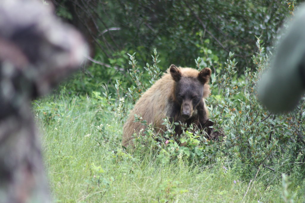brown bear on the bow valley parkway in canada. Photo taken by life of a passion