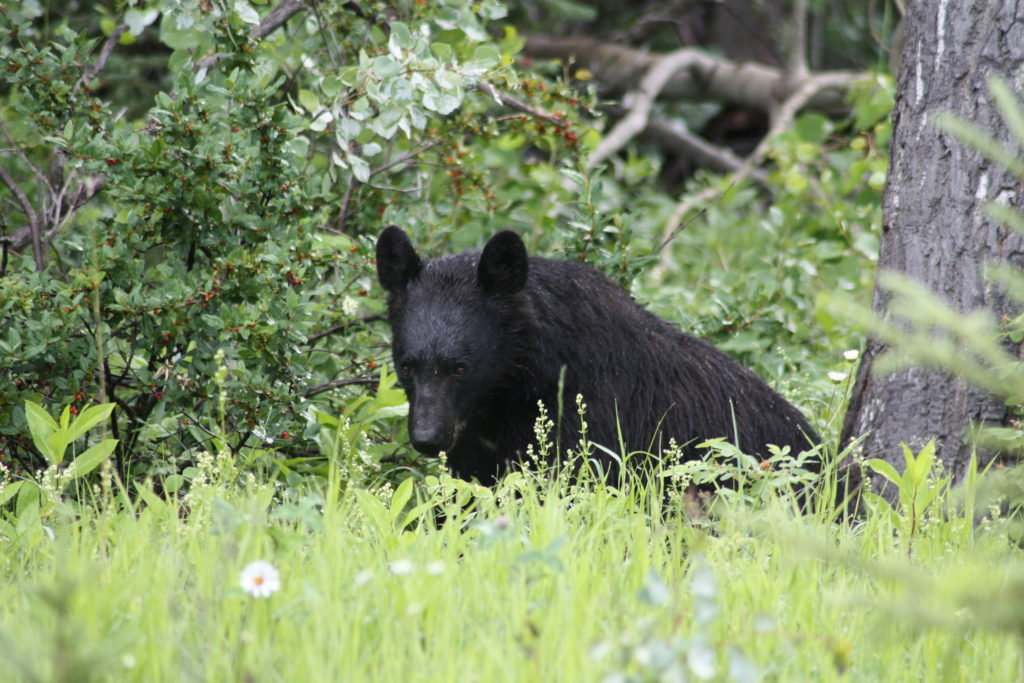 black bear in bow valkey parkway in canada. Photo taken by life of a passion