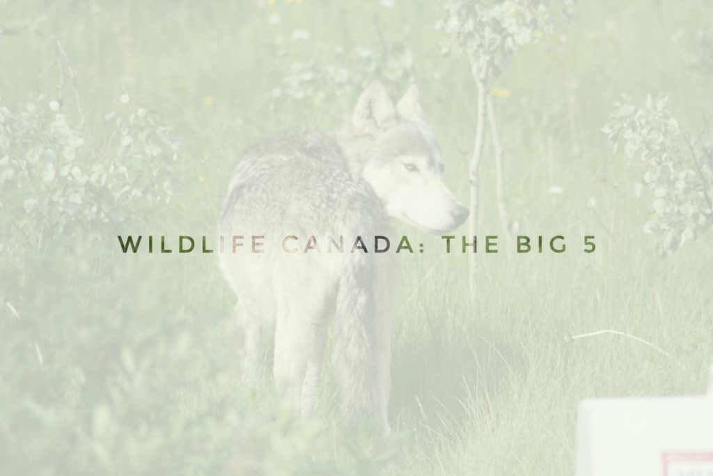header wildlife canada the big 5 wolf