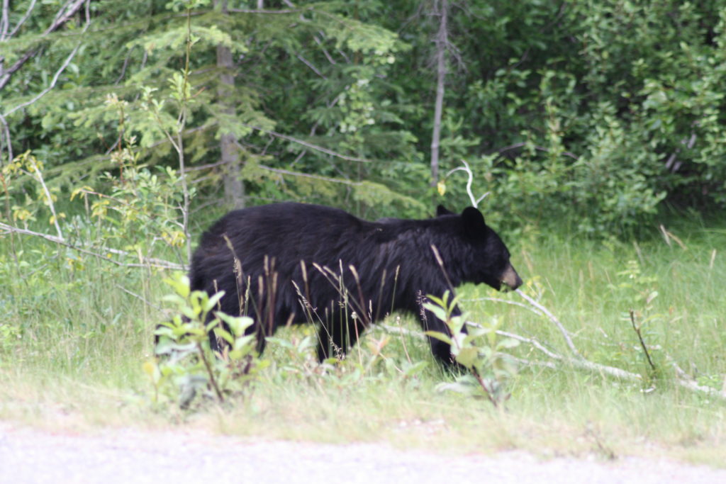 black bear in banff in canada by life of a passion