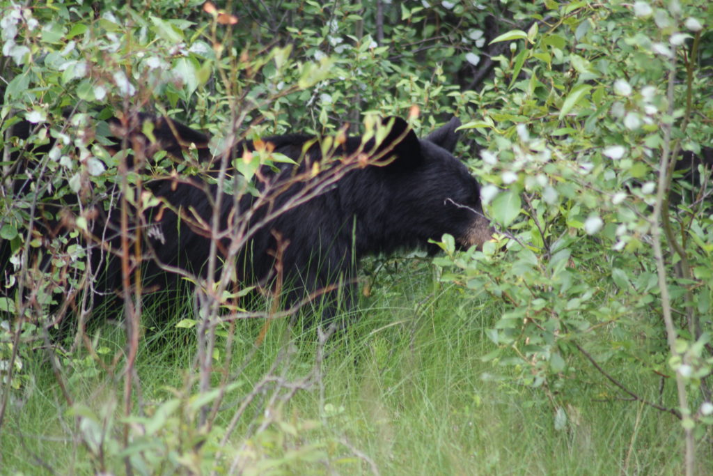 black bear at maligne lake in canada. Photo taken by life of a passion
