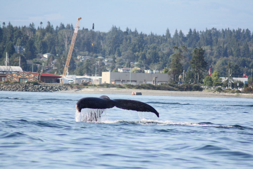 Humpback whale in campbell river in canada. Photo taken by life of a passion
