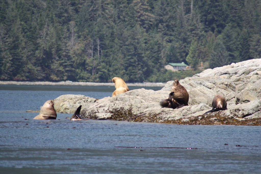 sea lion in campbell river in canada. Photo taken by life of a passion