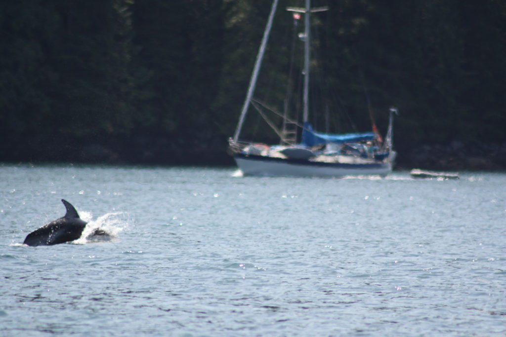 dolphin in campbell river in canada. Photo taken by life of a passion