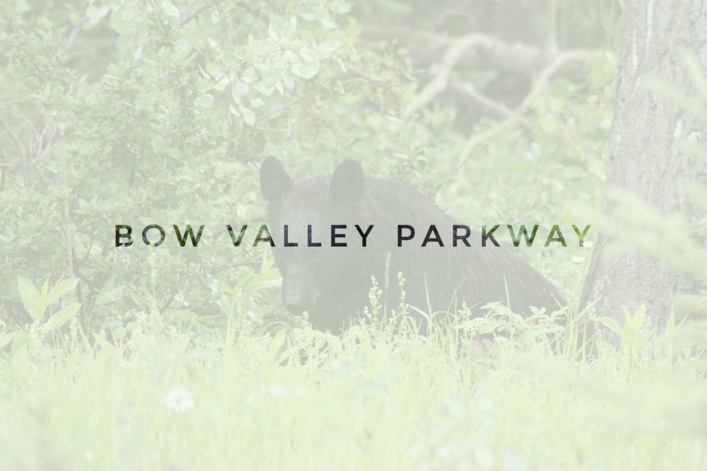 header bow valley parkway black bear eating berries in canada