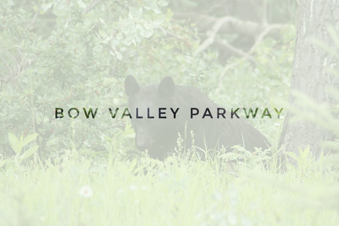 header bow valley parkway black bear eating berries in canada, north america