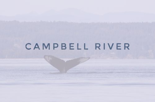 header campbell river whale tail, north america