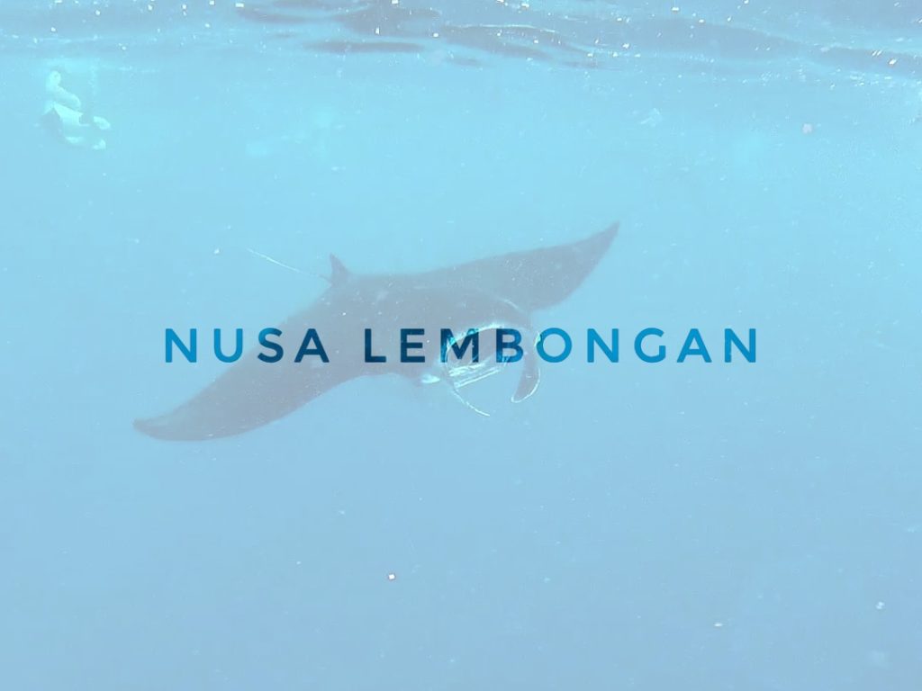 nusa lembongan manta ray in indonesia, asia