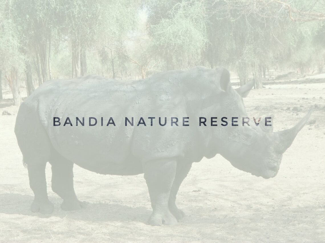 rhino in bandia reserve senegal africa
