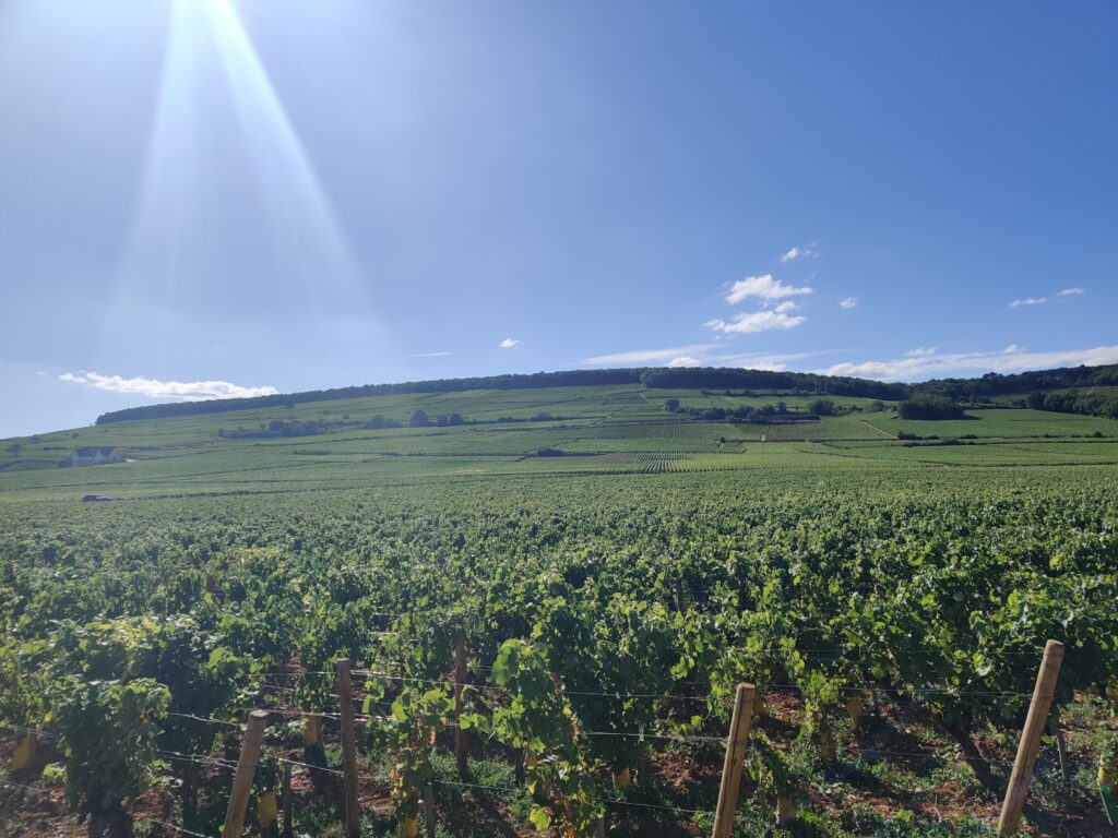 Vineyards in Côte-d’Or near beaune