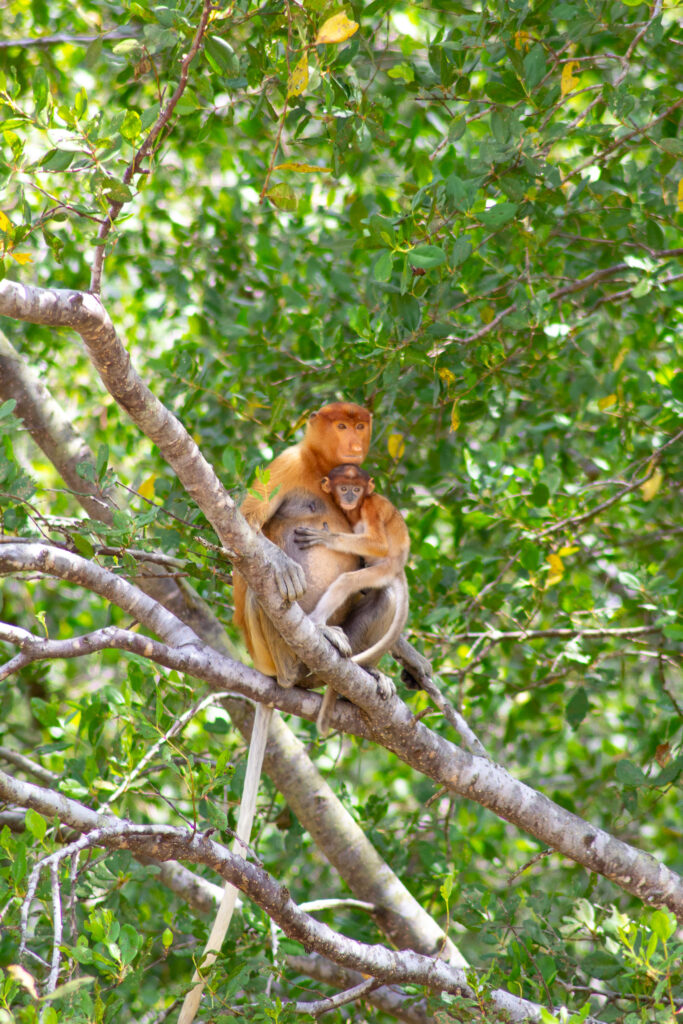 Proboscis monkeys (mother and baby) in a tree in Sandakan, Kota Kinabatangan river (Borneo, Malaysia).
