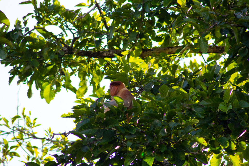 Male Proboscis monkey in a tree in Sandakan, Kota Kinabatangan river (Borneo, Malaysia).