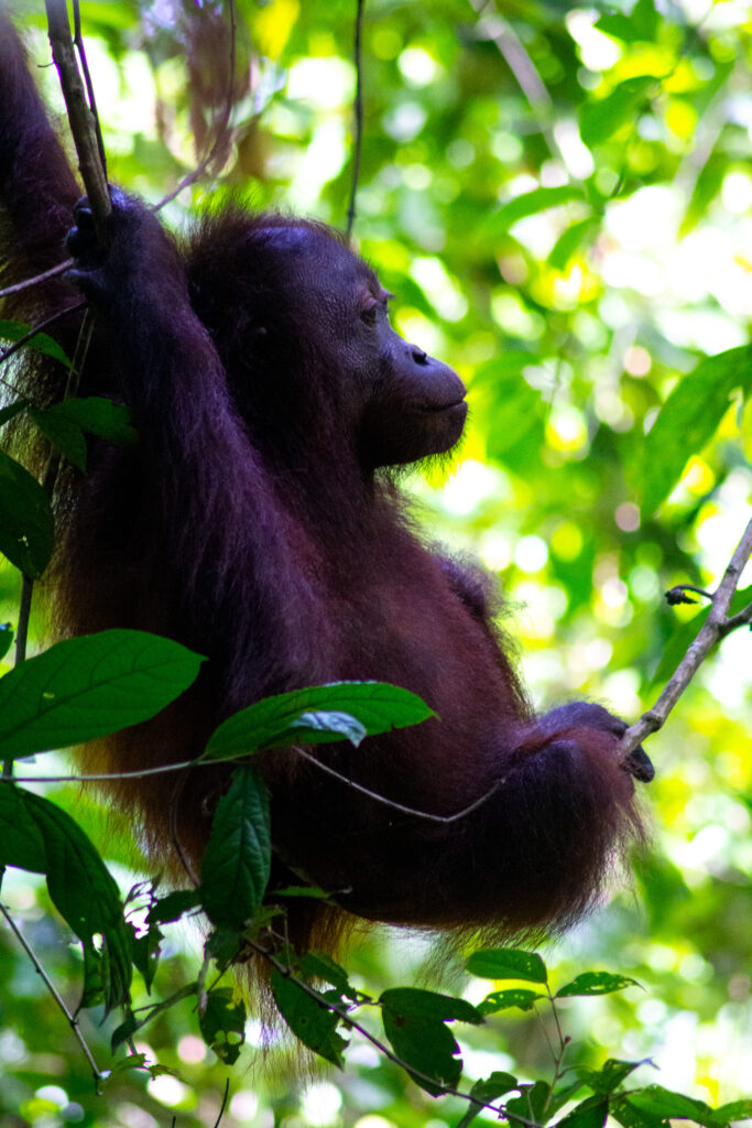 Orangutan in a tree in Sandakan, Kota Kinabatangan river (Borneo, Malaysia).