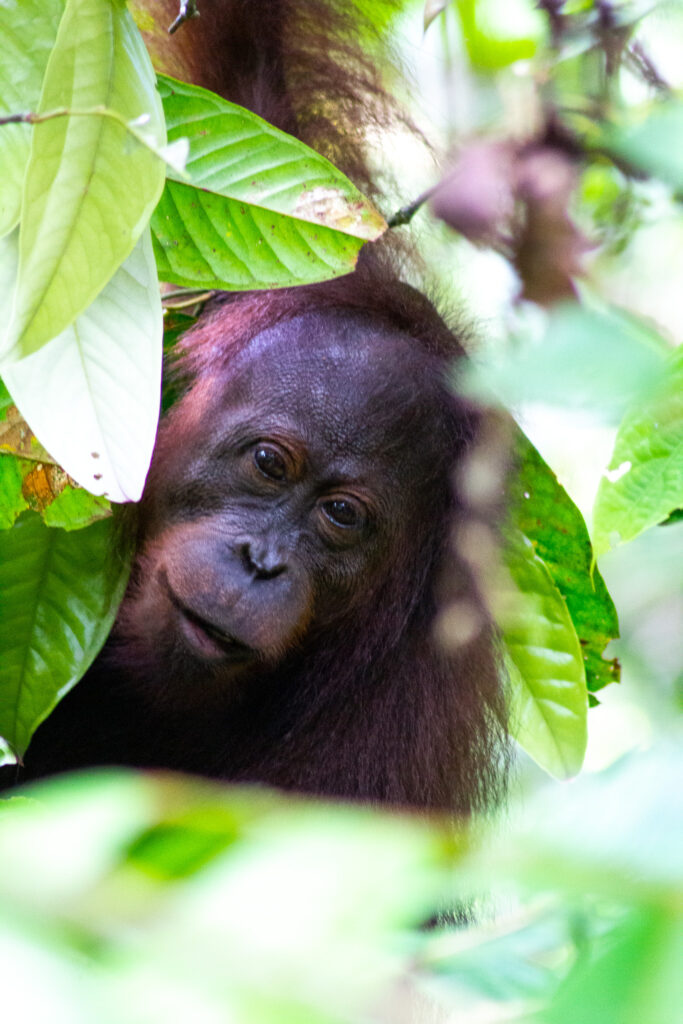 Orangutan in a tree in Sandakan, Kota Kinabatangan river (Borneo, Malaysia).