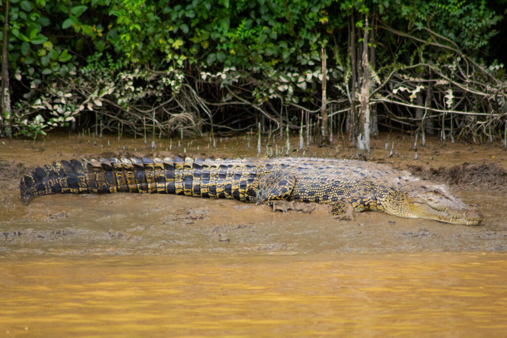 Bornean Crocodile in Sandakan, Kota Kinabatangan river (Borneo, Malaysia). One of the big five of Malaysia Borneo.